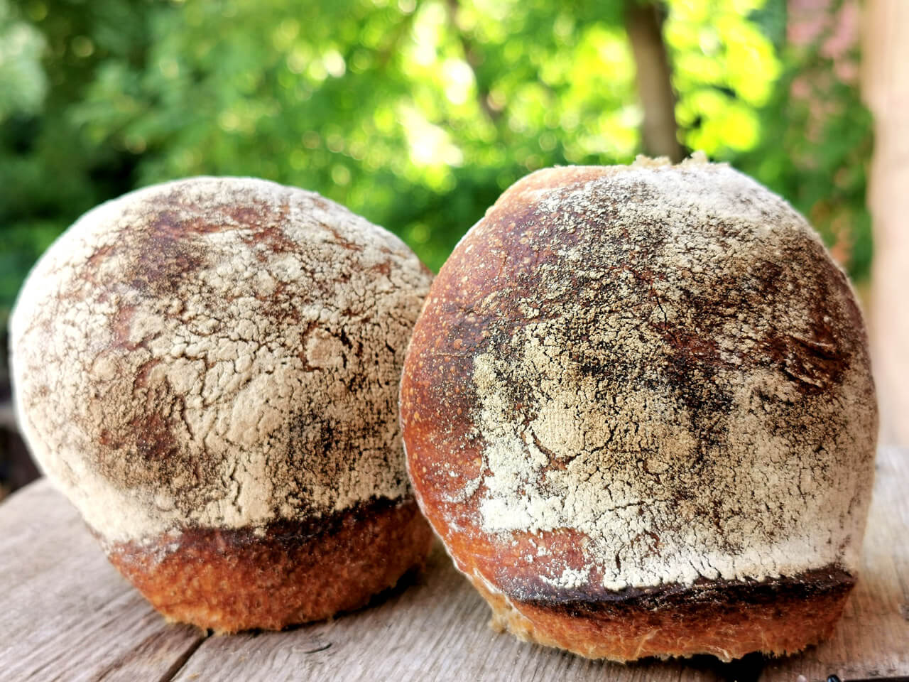 Original St. Galler Bürli mit Sauerteig [Einfaches Rezept]