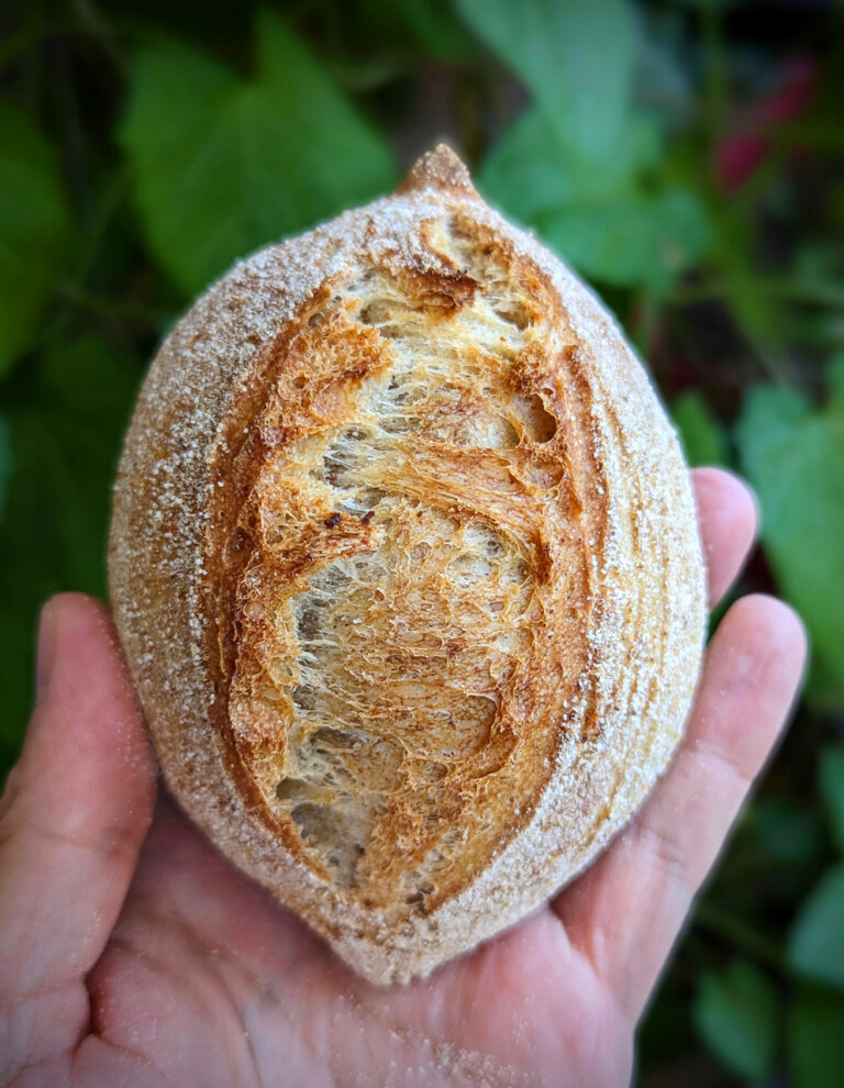 Kartoffelbrötchen So einfach können gute Brötchen sein